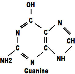 guanine